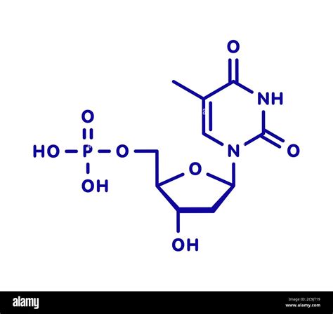 Thymidine monophosphate nucleotide molecule Cut Out Stock Images & Pictures - Alamy