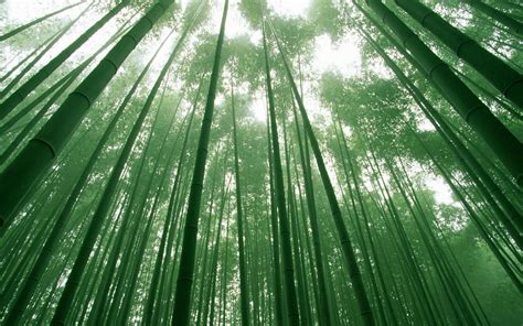 Bamboo Forest Japan Computer Wallpaper - WallpaperSafari