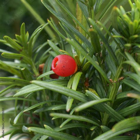 Taxus baccata Fastigiata Robusta Stock Photo | Adobe Stock