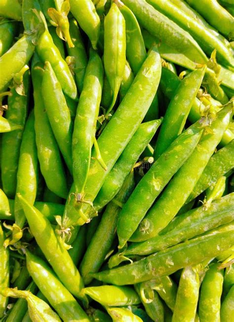 Green Peas Pods Legume Whole Raw Pea Vegetable Food Edible Grains Seeds Pisum Sativum Seed-pod ...