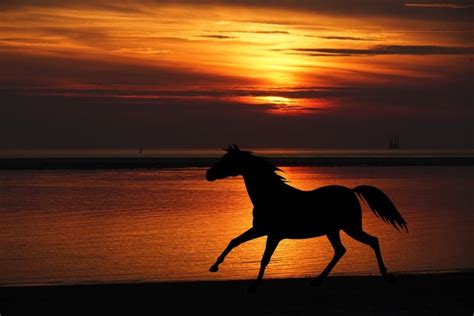 Horse Silhouette Sunset Beach Free Stock Photo - Public Domain Pictures