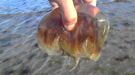 Lions Mane Jellyfish Sting