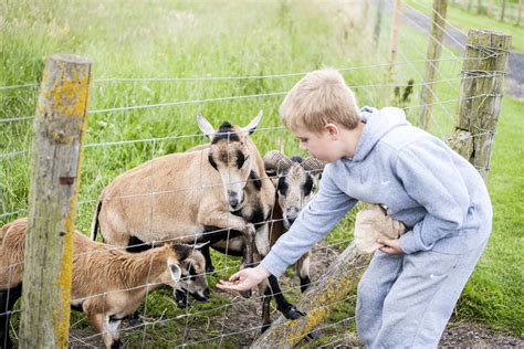 Feed the Animals – Tweddle Farm