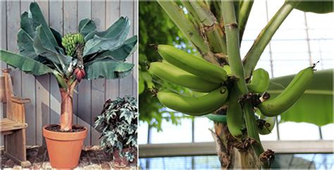 Banana Plant Indoor With A Dwarf Banana Tree - The Plant Guide