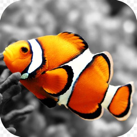 Clownfish Nemo Desktop Wallpaper Wallpaper, PNG, 1024x1024px, Clownfish ...