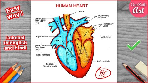 Human Heart Diagram, Human Heart Art, Human Drawing, Arteries, Art Drawings, Labels, Development ...