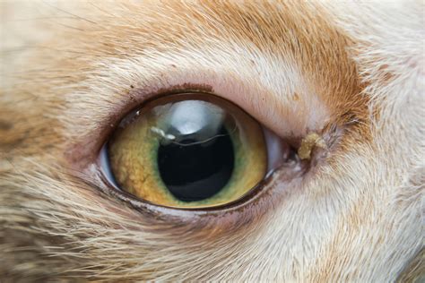 Common Feline Eye Infections