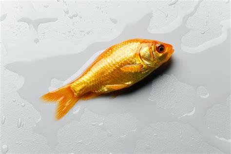 The Genome of Your Pet Fish Is Extremely Weird | WIRED