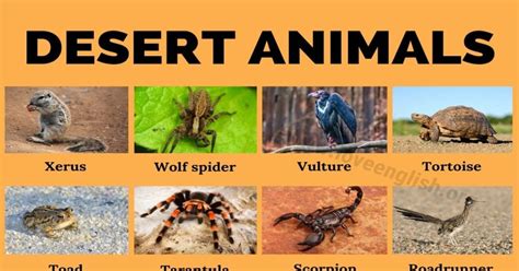 Desert Animals: 35+ Names of Animals that Live in Desert Biomes - Love English