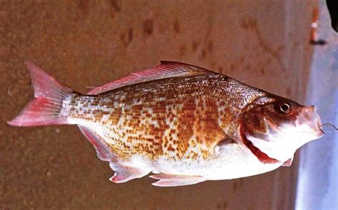 Redtail Surfperch - Pier Fishing in California