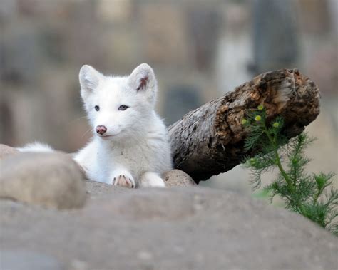 DSC_0412 Arctic Fox Cub | Went to another Photography After … | Flickr