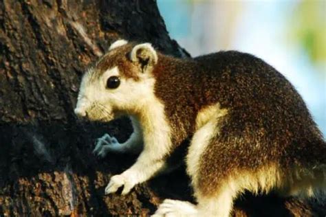 20 Types of Chipmunks: Species, Identification, and Photos