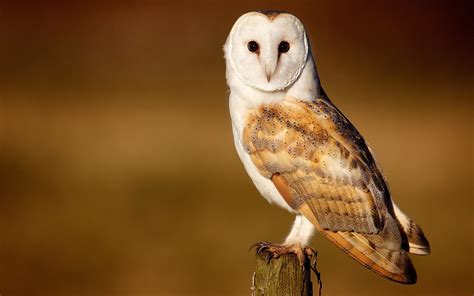 Barn Owl Bird wallpaper | 1680x1050 | #11554