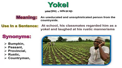 Yokel Synonym