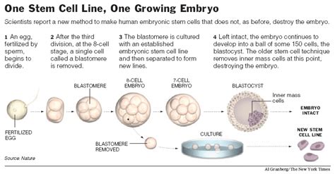 What is Embryonic Stem Cell Research