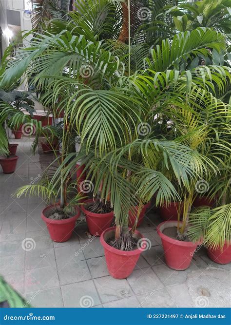 Areca Palm Plant. Indoor Plants Stock Image - Image of green, indoor: 227221497