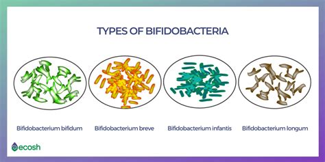 17 TYPES OF GOOD BACTERIA - The List of Most Beneficial Species of ...