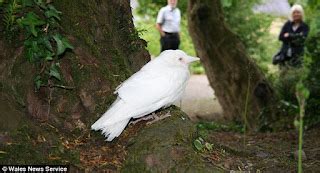 SALING INDONESIA: Pemandangan Menarik Burung Gagak Albino ‘Berwarna Putih’ yang sangat Langka