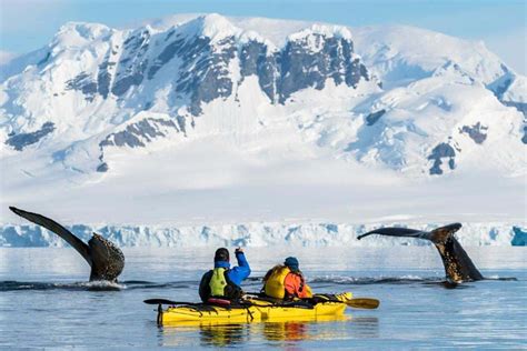 Two-Whales-Kayak-Antarctica - NOMADasaurus Adventure Travel Blog