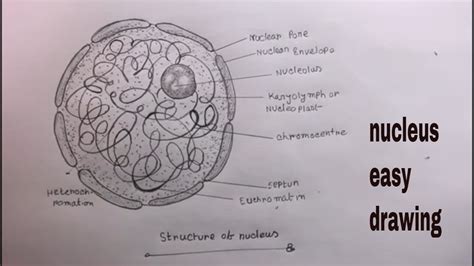 How TO Draw Nucleus Step By Step/Nucleus Diagram Class 9 - YouTube