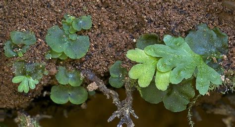 gametophyte and sporophyte of Sword Fern | Olympic national park, Sword fern, National parks