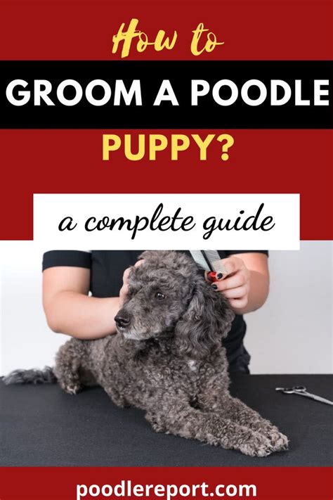 How to groom a poodle puppy? | Poodle puppy, Poodle grooming, Standard poodle grooming