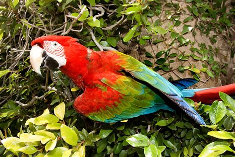 Buy Macaw Online. Buy Macaw Parrot Online