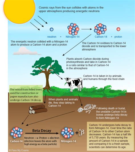 Carbon dating beta decay | Radiocarbon Dating. 2019-11-18