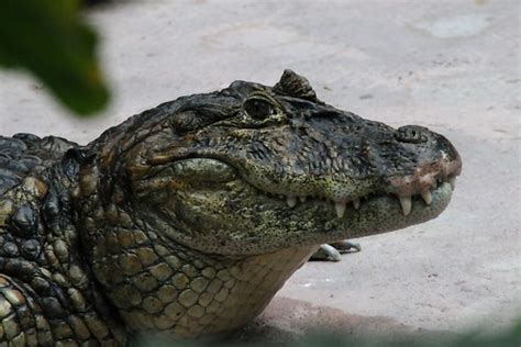 Broad-snouted Caiman (Caiman latirostris) · iNaturalist.org