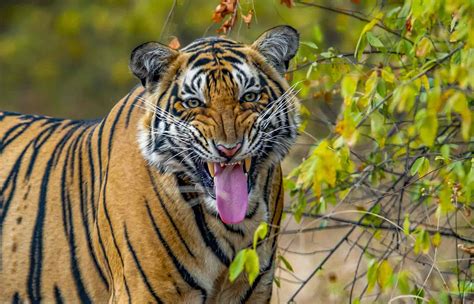 Royal Bengal Tiger - Facts, Habitat and Information in Nepal