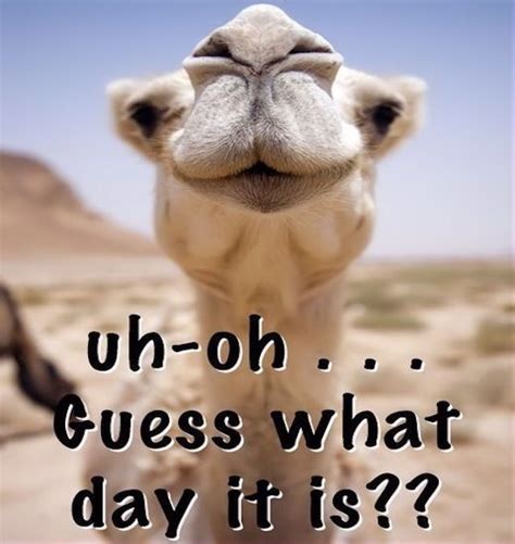 Uh Oh Guess What Day It Is quotes quote wednesday hump day hump day camel wednesday quot… | Hump ...