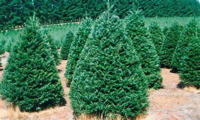 Grand Fir Christmas Trees | Buy Wholesale from Holiday Tree Farms