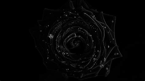 Black Rose Wallpapers Images Photos Pictures Backgrounds