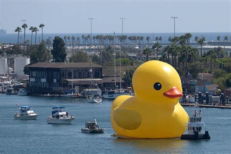 Giant Rubber Duck in Los Angeles | Time