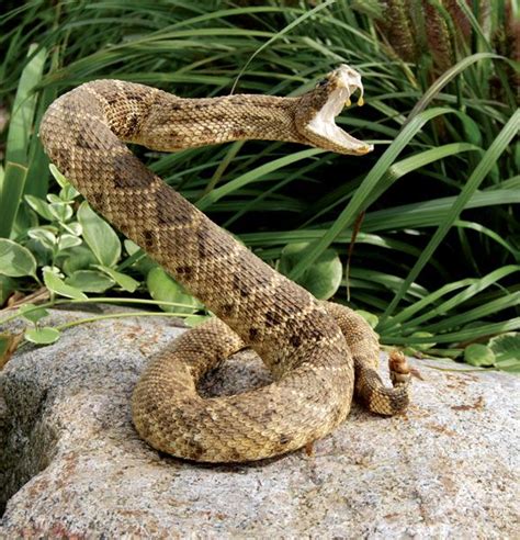 Rattlesnake | Definition, Habitat, Species, & Facts | Britannica