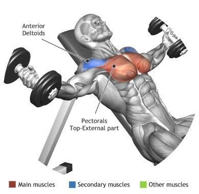 CHEST - INCLINE DUMBBELL FLYES | Chest workouts, Chest workout for men, Fitness body