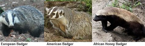 Badger Facts - Animal Facts Encyclopedia