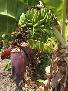 How Do Bananas Grow? - The Produce Nerd