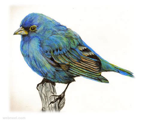 Beautiful Bird Drawing And Art Work | Incredible Snaps