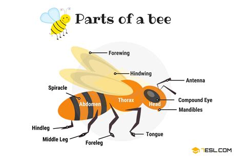 10+ Bee Anatomy Diagram - ArioRaheli