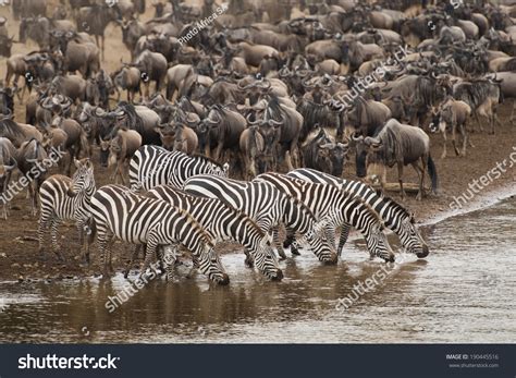 Masai Mara Great Migration Stock Photo 190445516 - Shutterstock