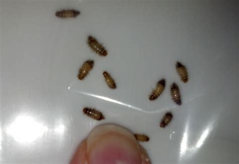 Carpet Beetle Larvae In Bathroom | www.resnooze.com