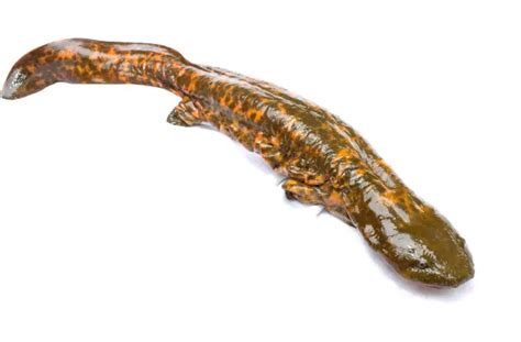 Hellbender - Facts, Diet, Habitat & Pictures on Animalia.bio