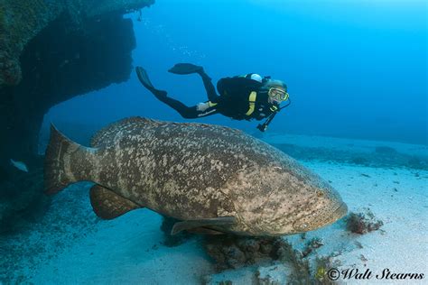 Save The Ocean : Atlantic Goliath Grouper