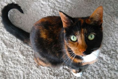 What is a Calico Cat? [With Images] - Cat-World