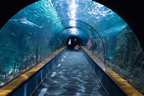 Shark Tunnel Aquarium Loropark · Free photo on Pixabay