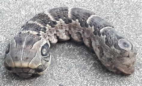 Bizarre "two-headed snake" that baffled the internet identified - CBS News