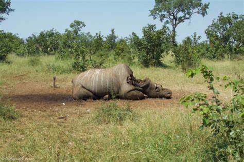 Rhino poaching in Botswana - is pride hampering prevention? - Africa ...