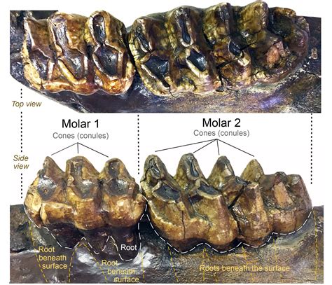 Fossil of the month: Mastodon teeth and jaw fragment