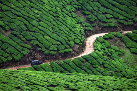 Photo of the Day - A Tea Estate in Munnar - Darter Photography